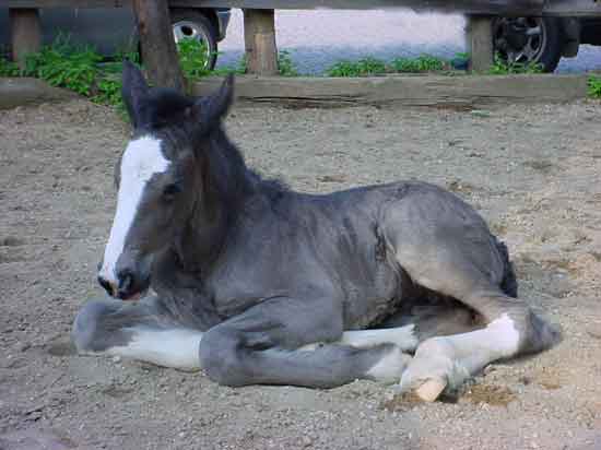 Inge
