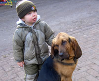 Bloodhound