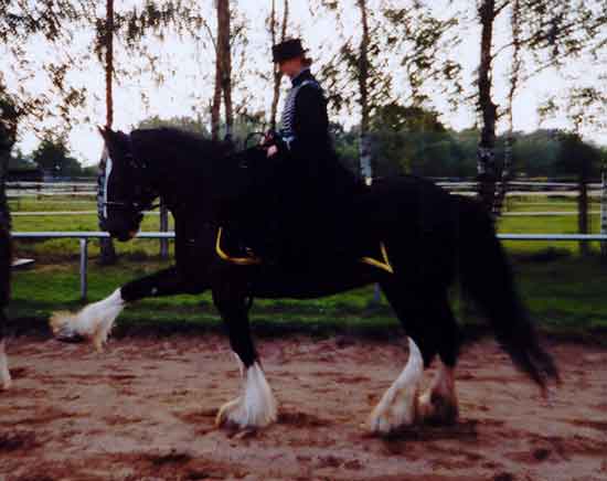 Pearl unter dem Damensattel