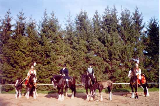 ostdeutsche Shire